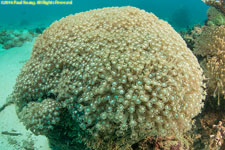 coral head